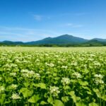 北海道のそば生産量が日本一の理由｜主要産地と特徴を徹底解説
