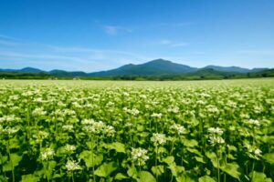 北海道のそば生産量が日本一の理由｜主要産地と特徴を徹底解説