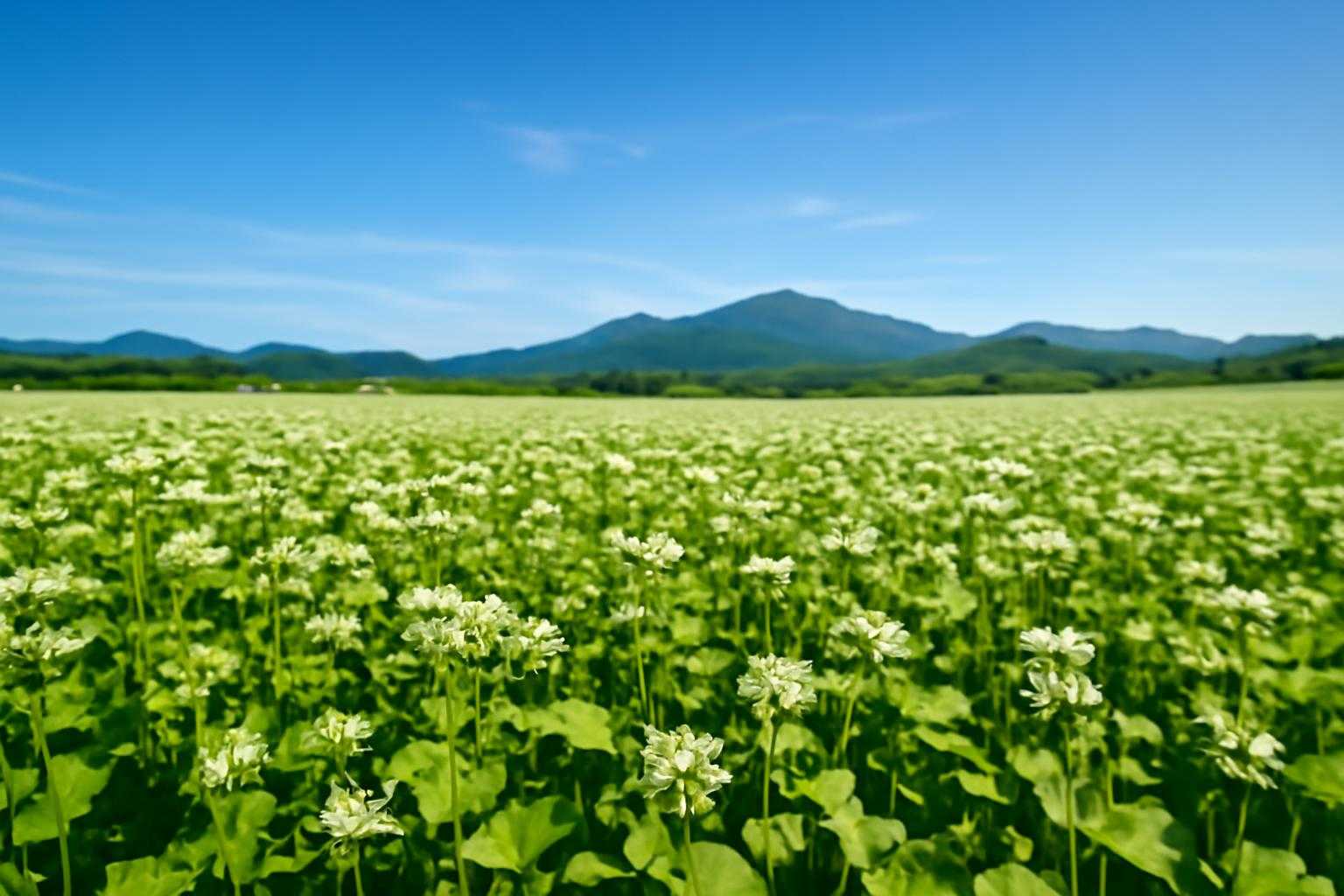 北海道のそば生産量が日本一の理由|主要産地と特徴を徹底解説