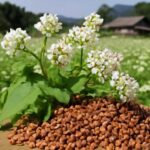 茨城の常陸秋そばの特徴は？産地直送の高品質蕎麦の魅力